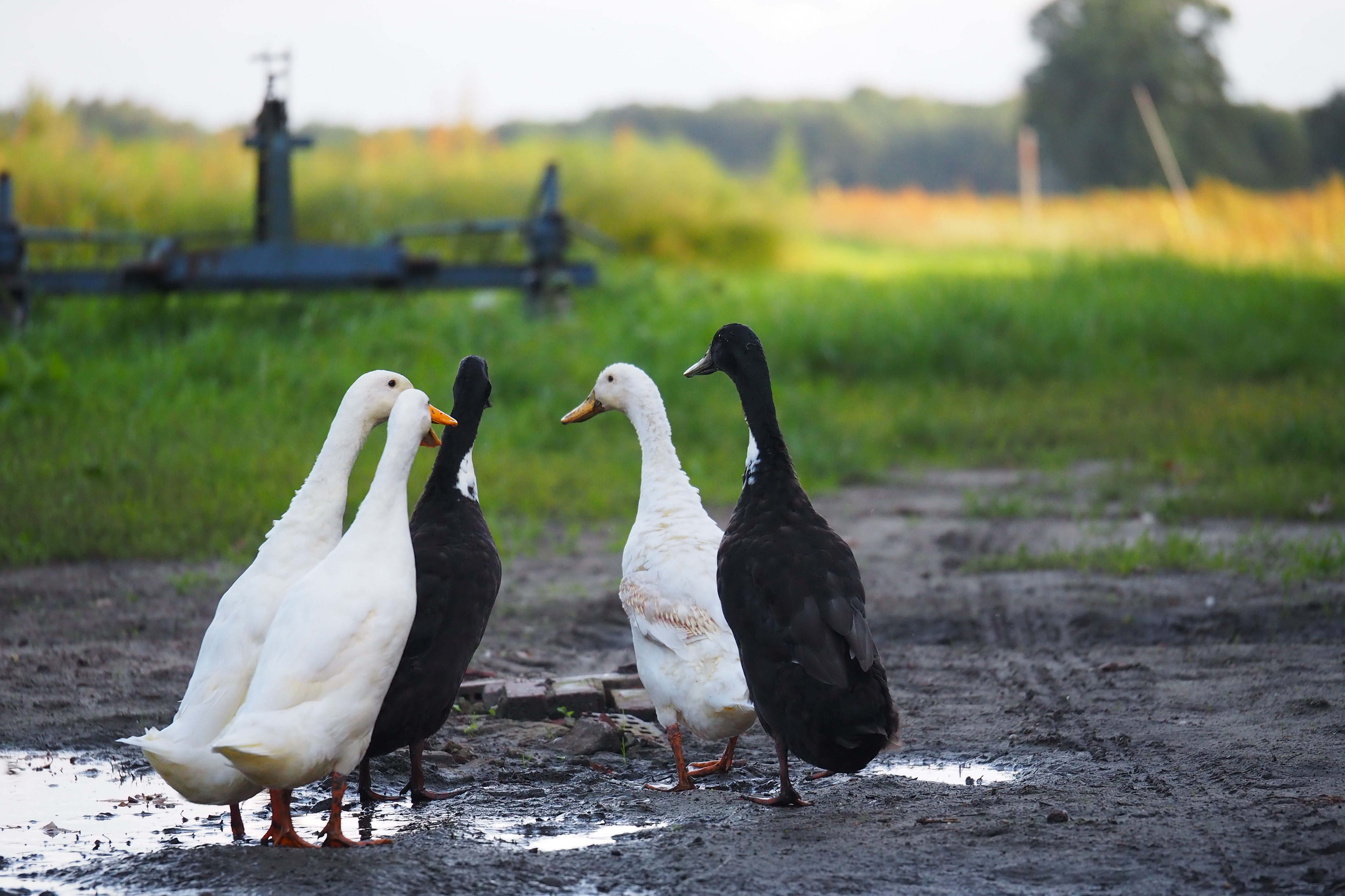 Vijf ganzen lopend in de modder