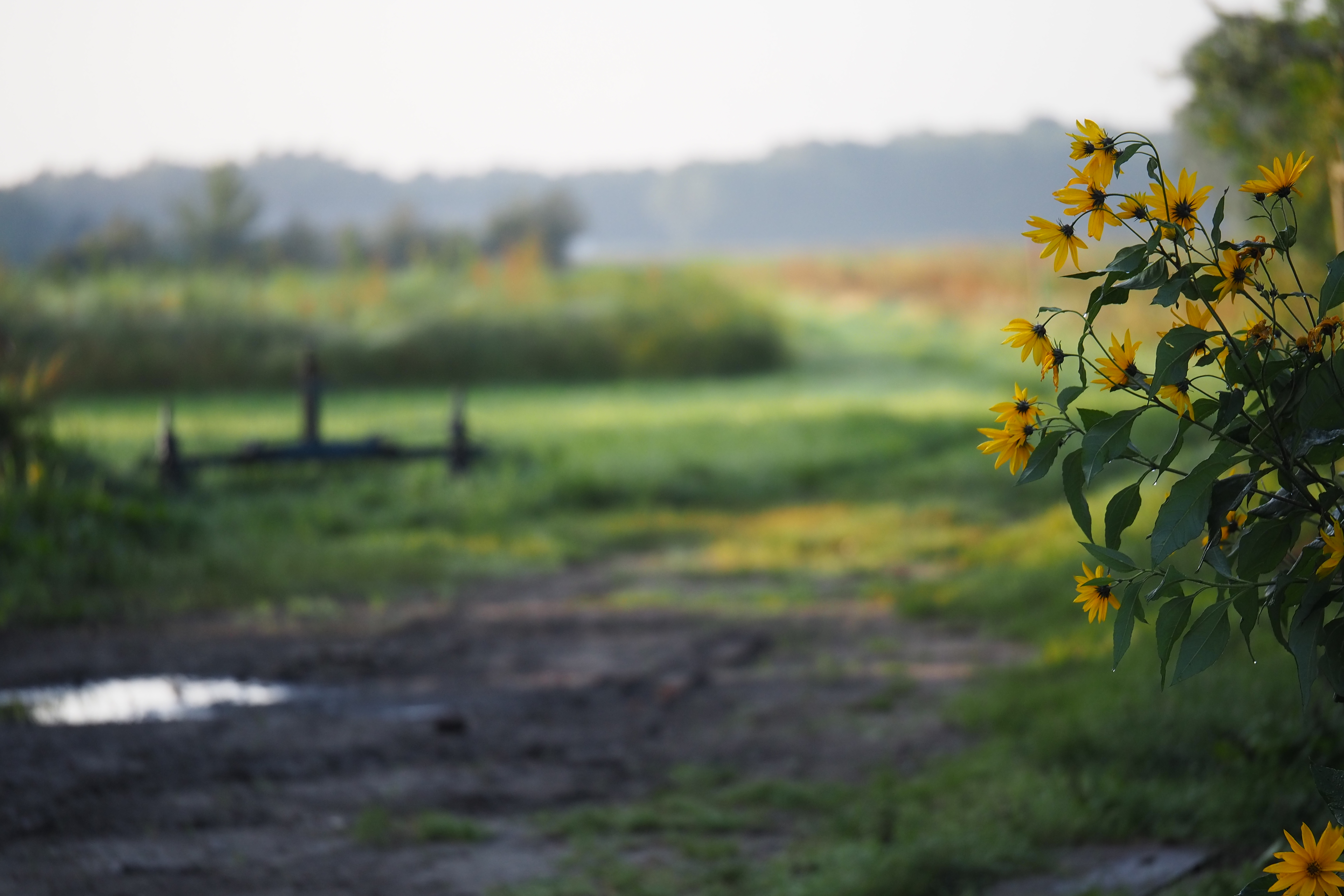 Gele bloemen voor een onscherpe achtergrond